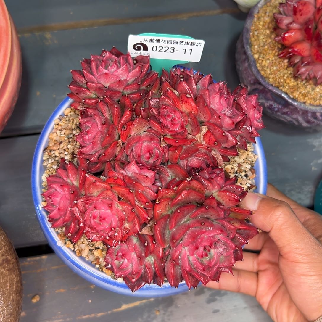 多肉一物一拍0223-11