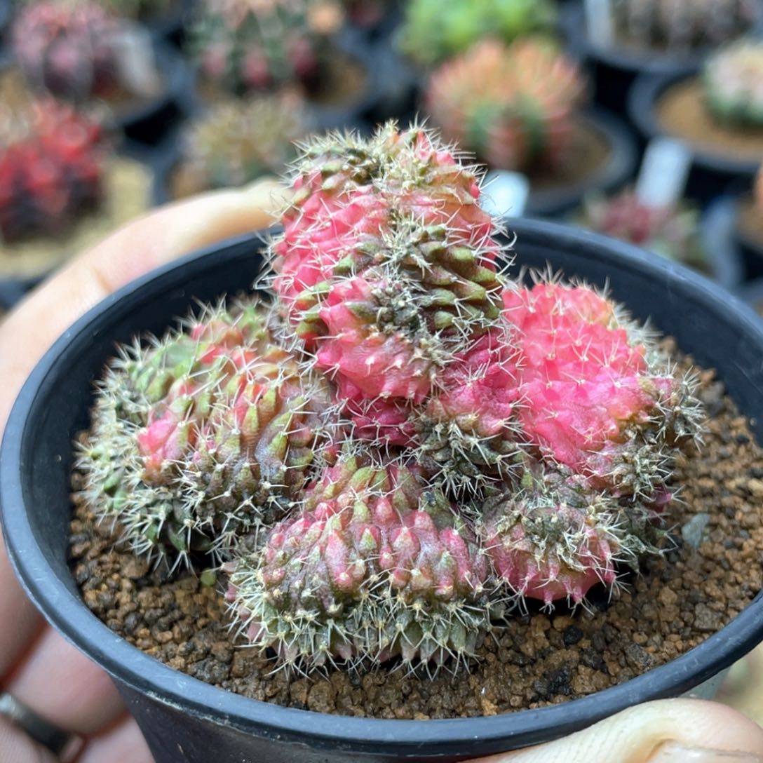 当前无花朵，栽培后可花朵缀化锦