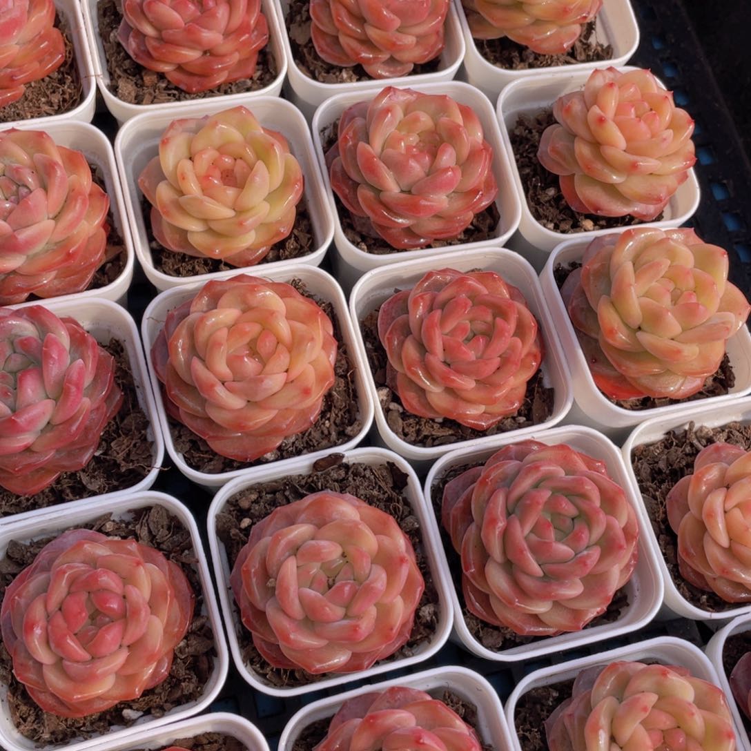 量拍43号 珍妮琥珀单头一个