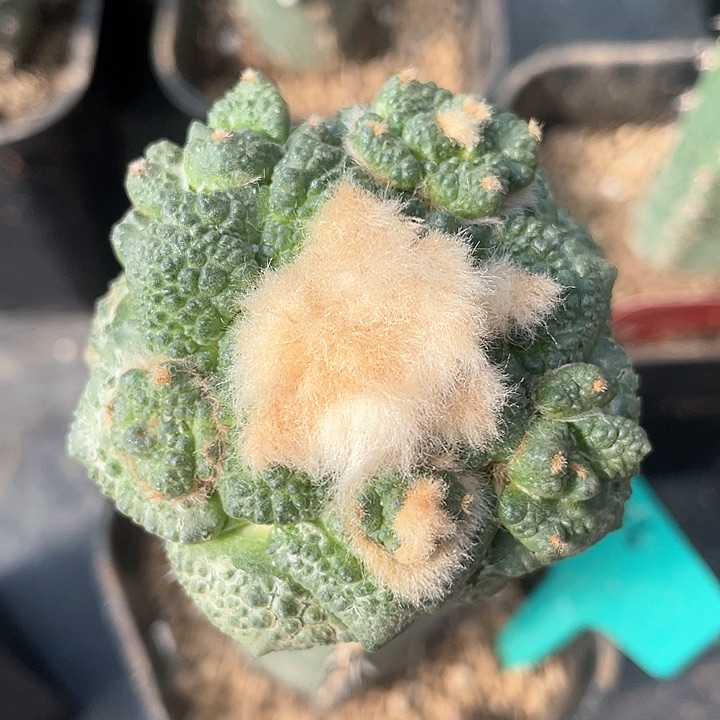 仙人球袖浦苗转226