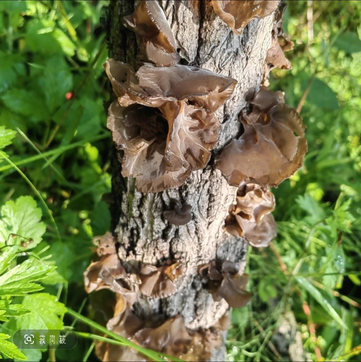 湘西黑木耳野外自然生长山区特产泡发率高木香