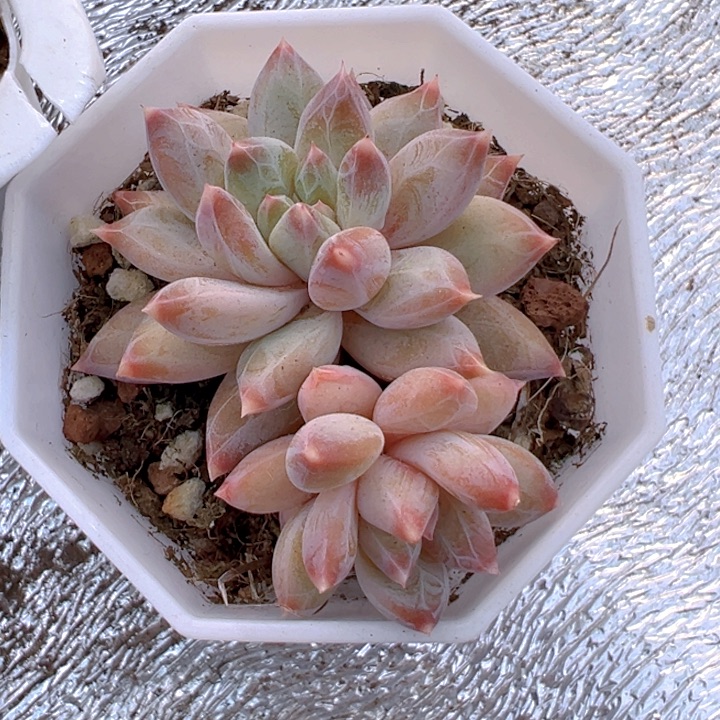 ?**?幻影美人【两单包邮】一物一拍