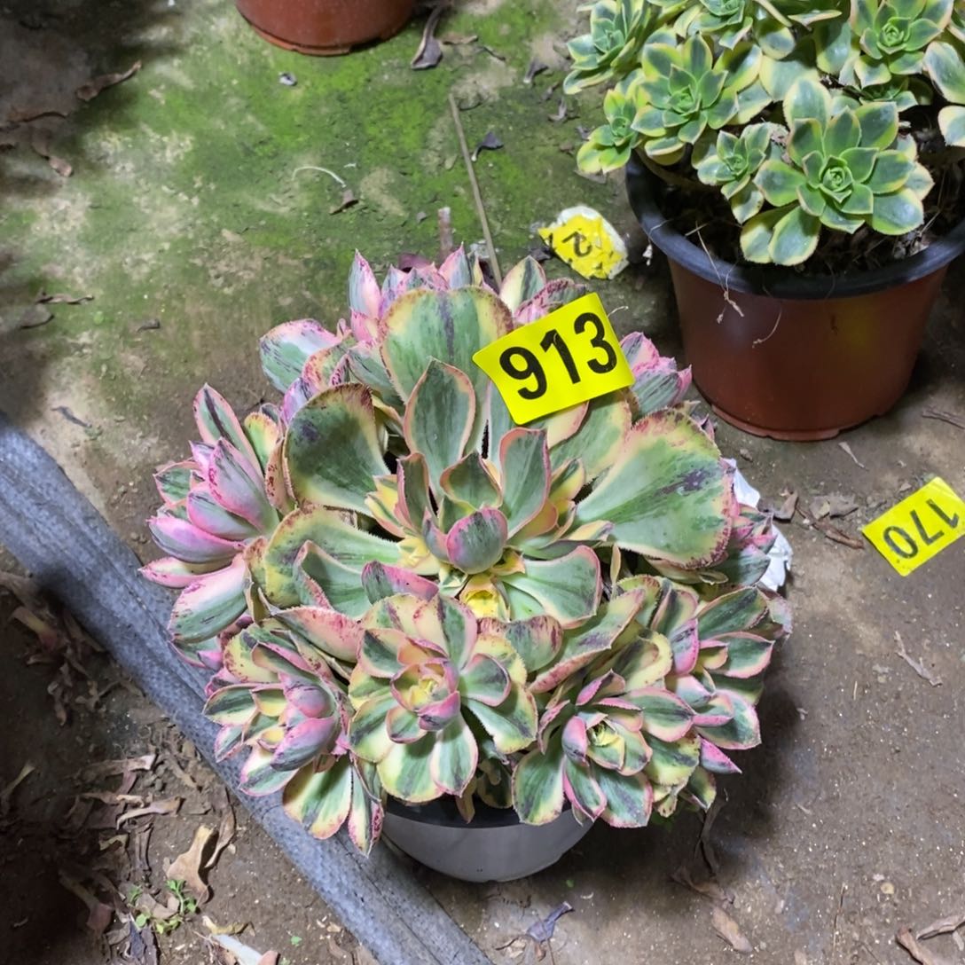 青花瓷多肉法师913