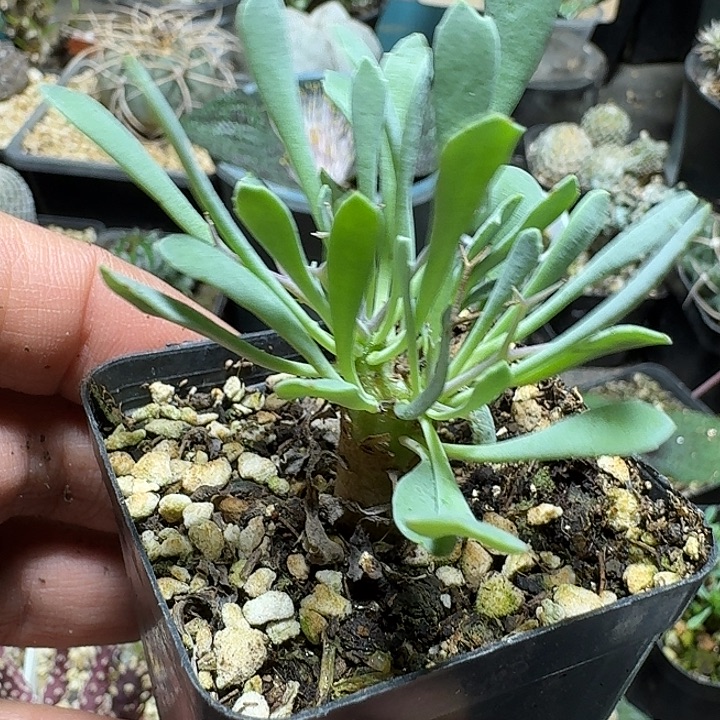 422黑鬼殿厚敦菊带盆发货一个随机