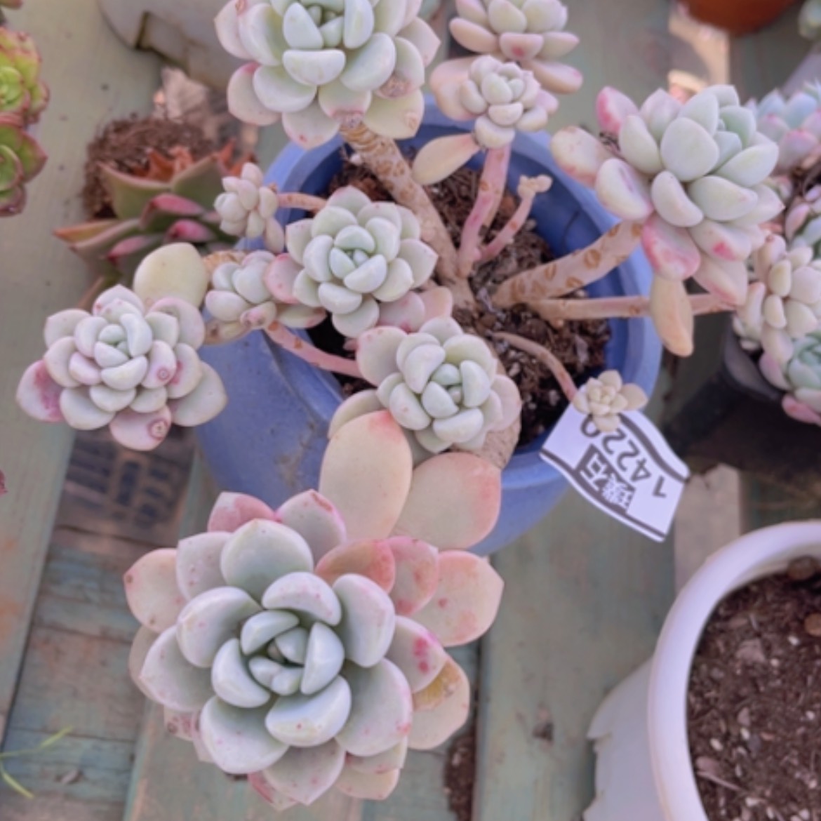 【闪购商品】花斑鹿14220