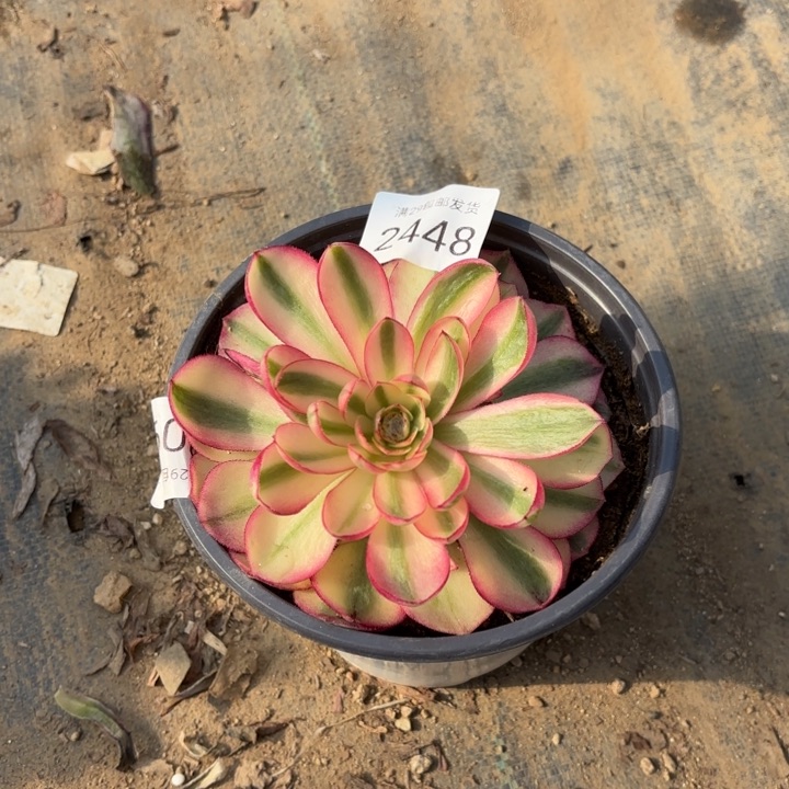 倾城多肉法师2448