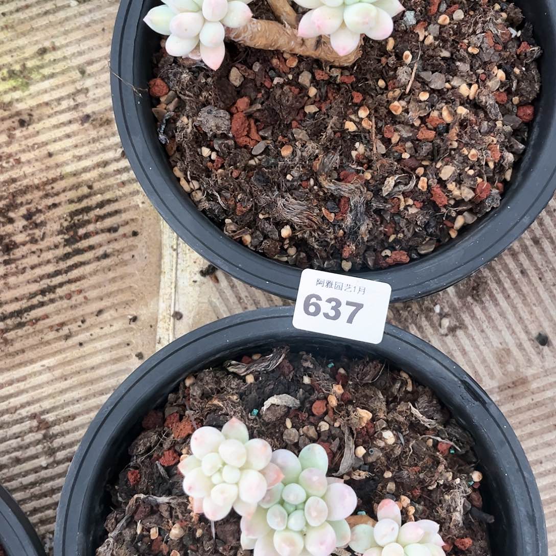 阿雅园艺。       637