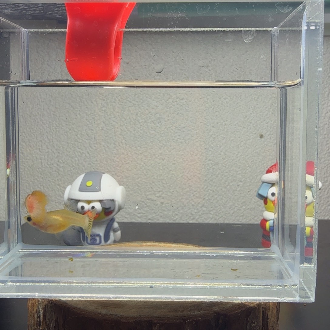 孔雀鱼玻璃猫孔雀鱼26