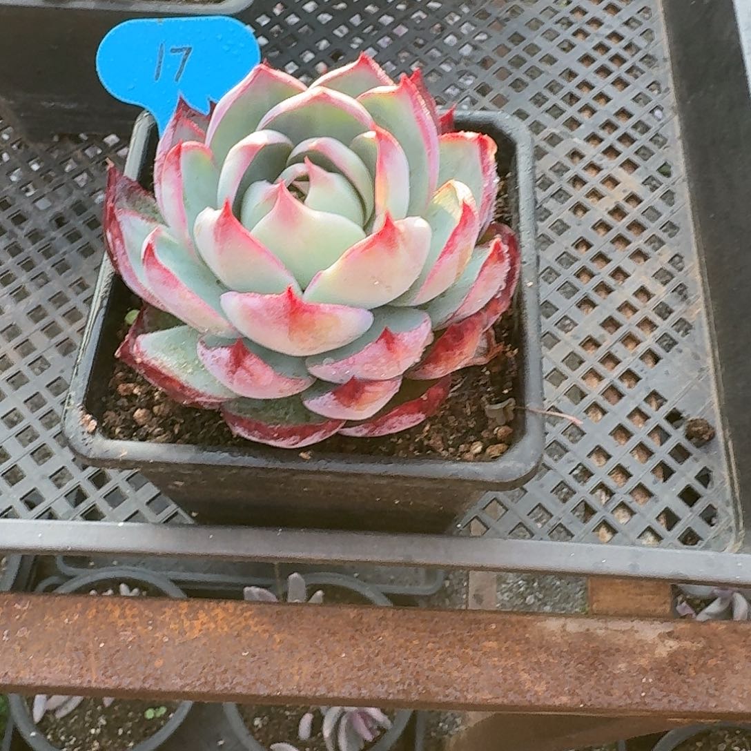 17粉丝福利惊鸿仙子