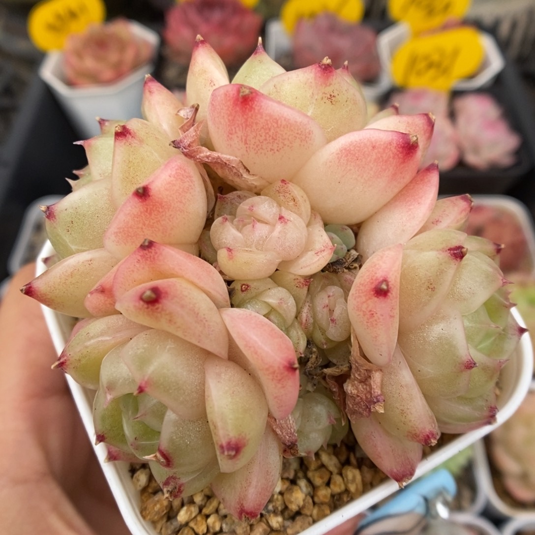 润玉珍妮群生1037号