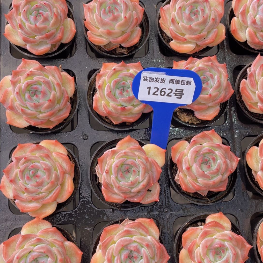 1262号韩版皮卡丘单头两个