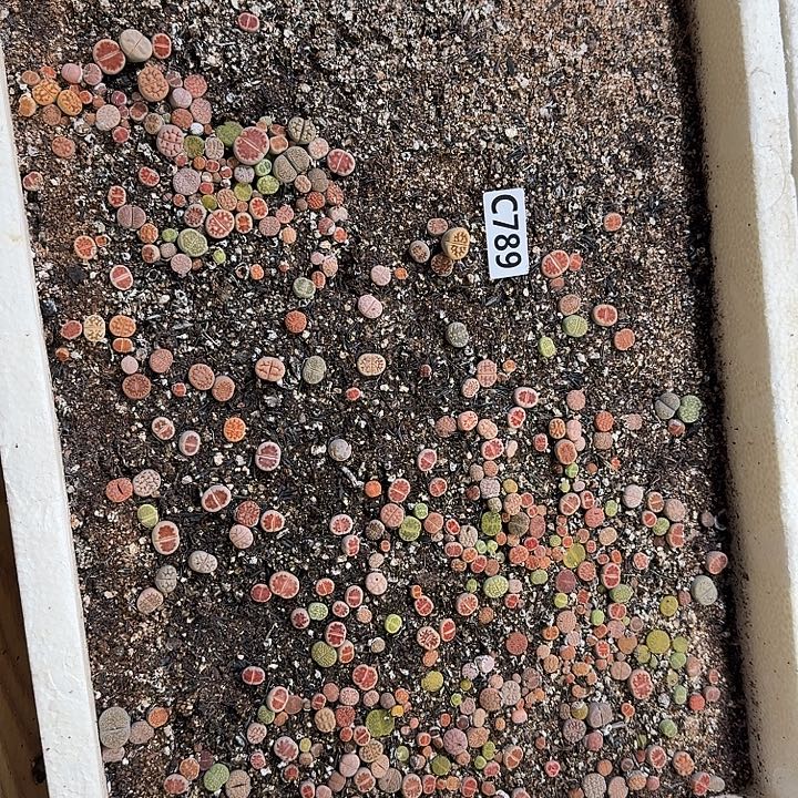 789生石花整框脱土发货不售后