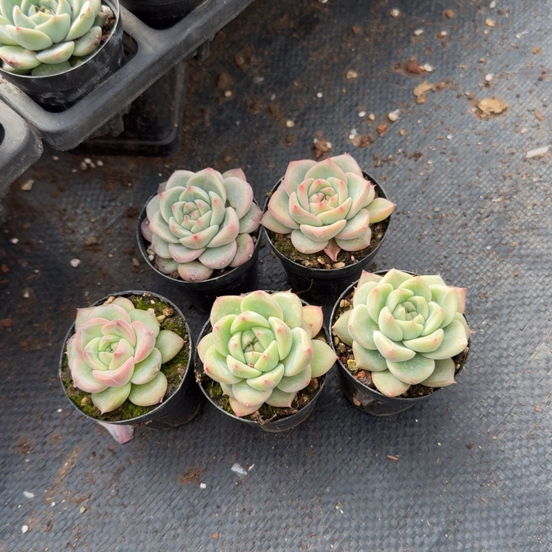 14-29多肉杂交珍妮五颗量拍左五