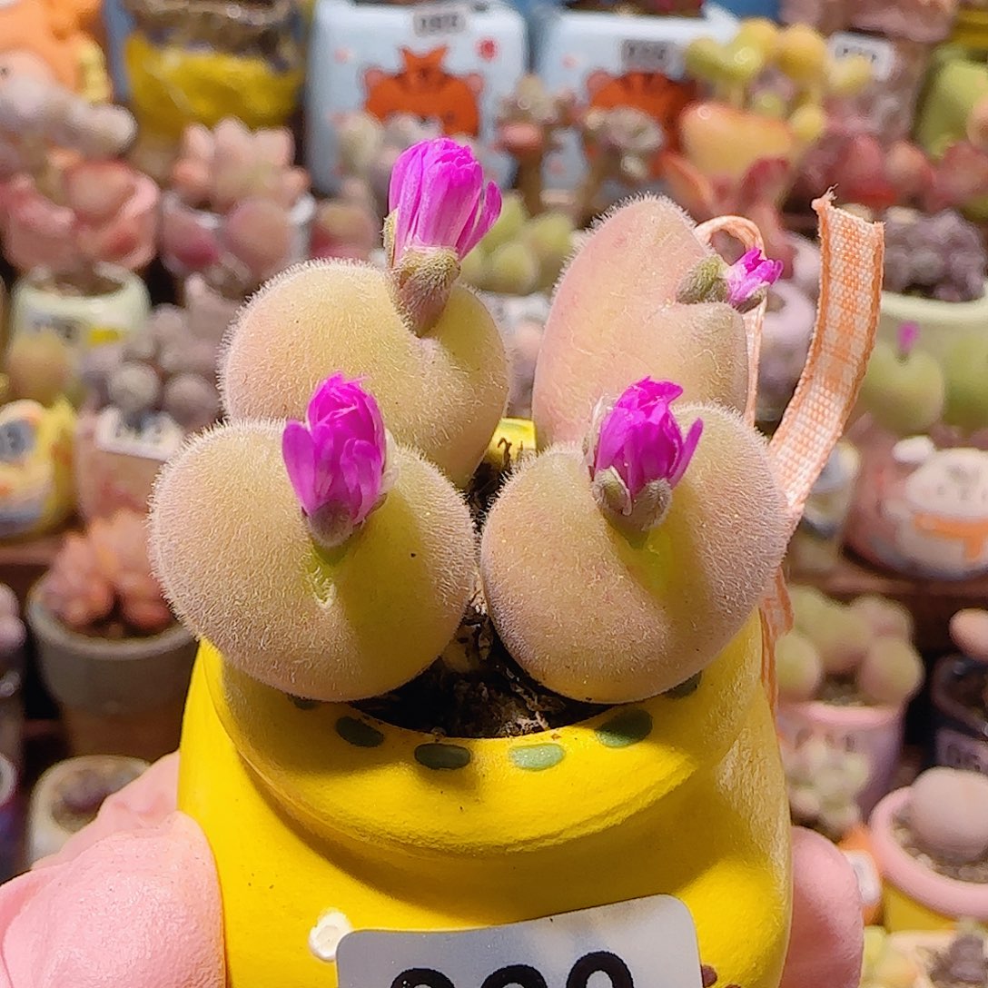 T开花毛翠盆口2.5cm