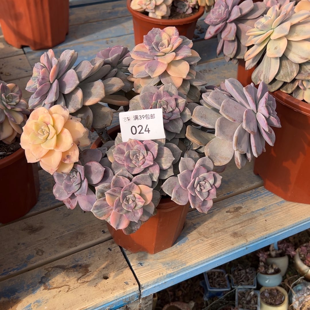 024多肉植物纤维维生素