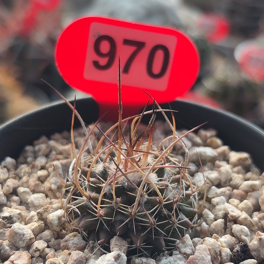 仙人球实生仙人球梦幻