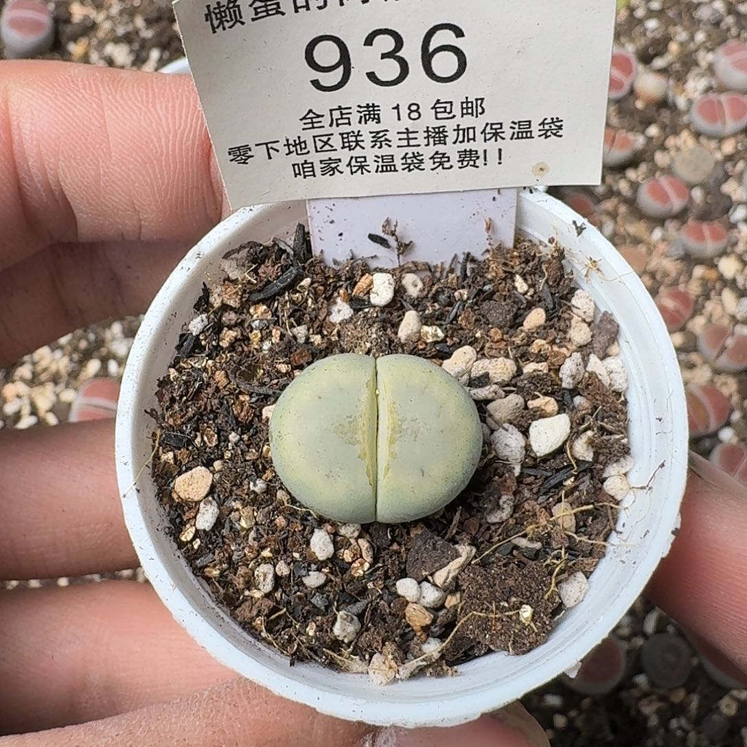 936 盆口5公分满18包邮