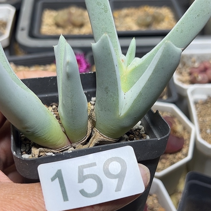 绝***佳159号虾钳多肉植物