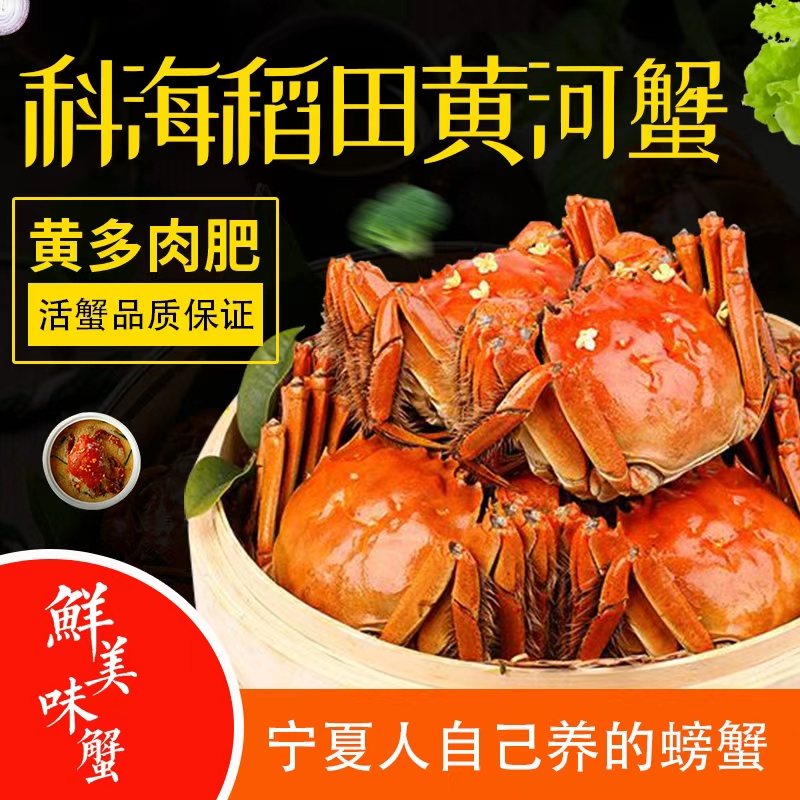 科海黄河蟹 大闸蟹 香草捆绑【2.5两8只 公母各半】 银川顺丰同城急送