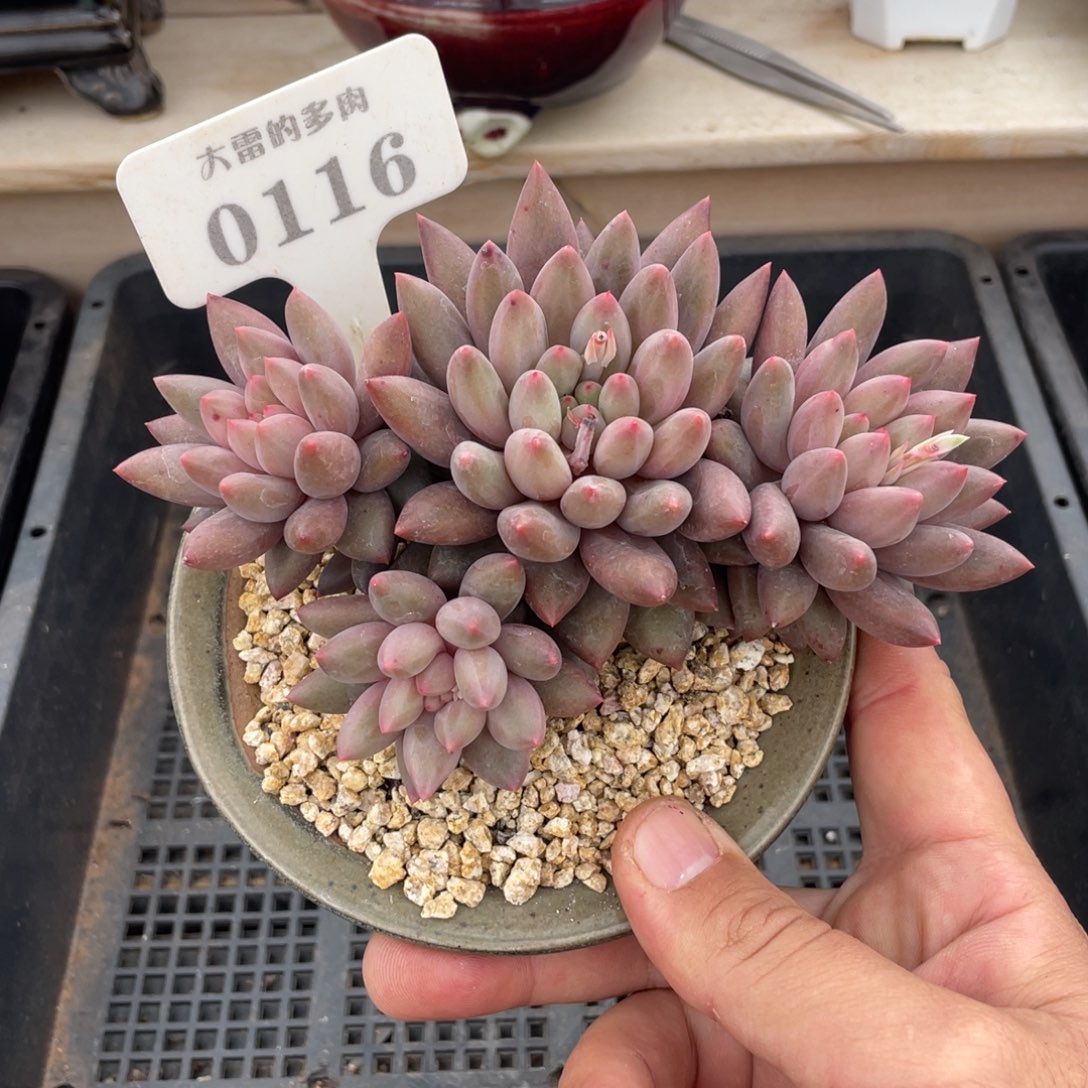 0116红蜻蜓不带盆13厘米