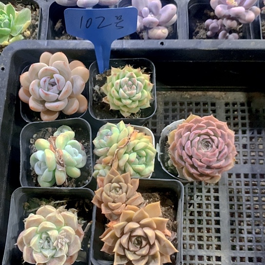 102号多肉植物园艺