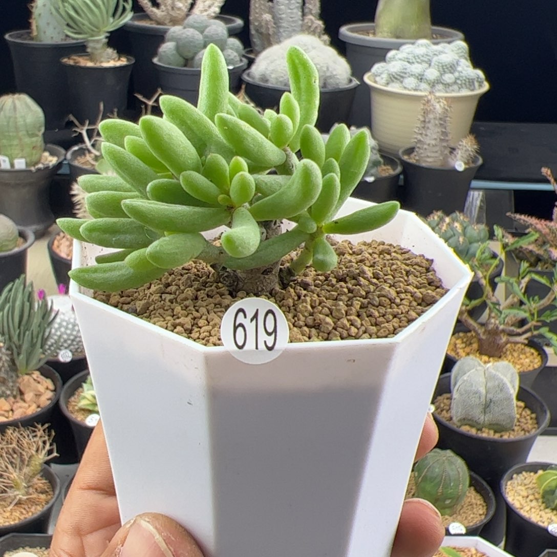 诱惑奇峰锦一物一拍619