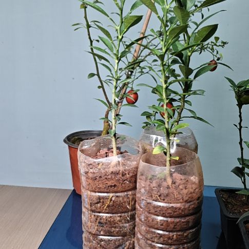 一***…八房柑籽播苗子3，，，