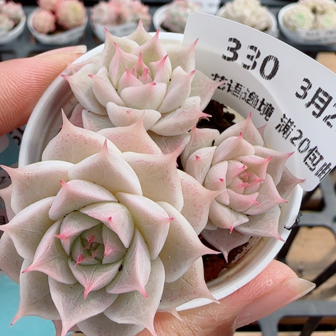 花语逸镜0326-330