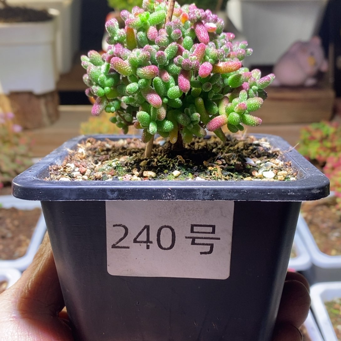 蜜橘带盆土发货一物一拍福利