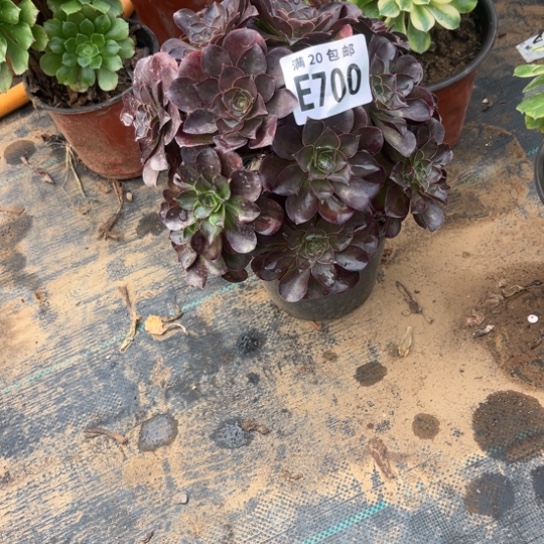 700枚金玫瑰不包断枝