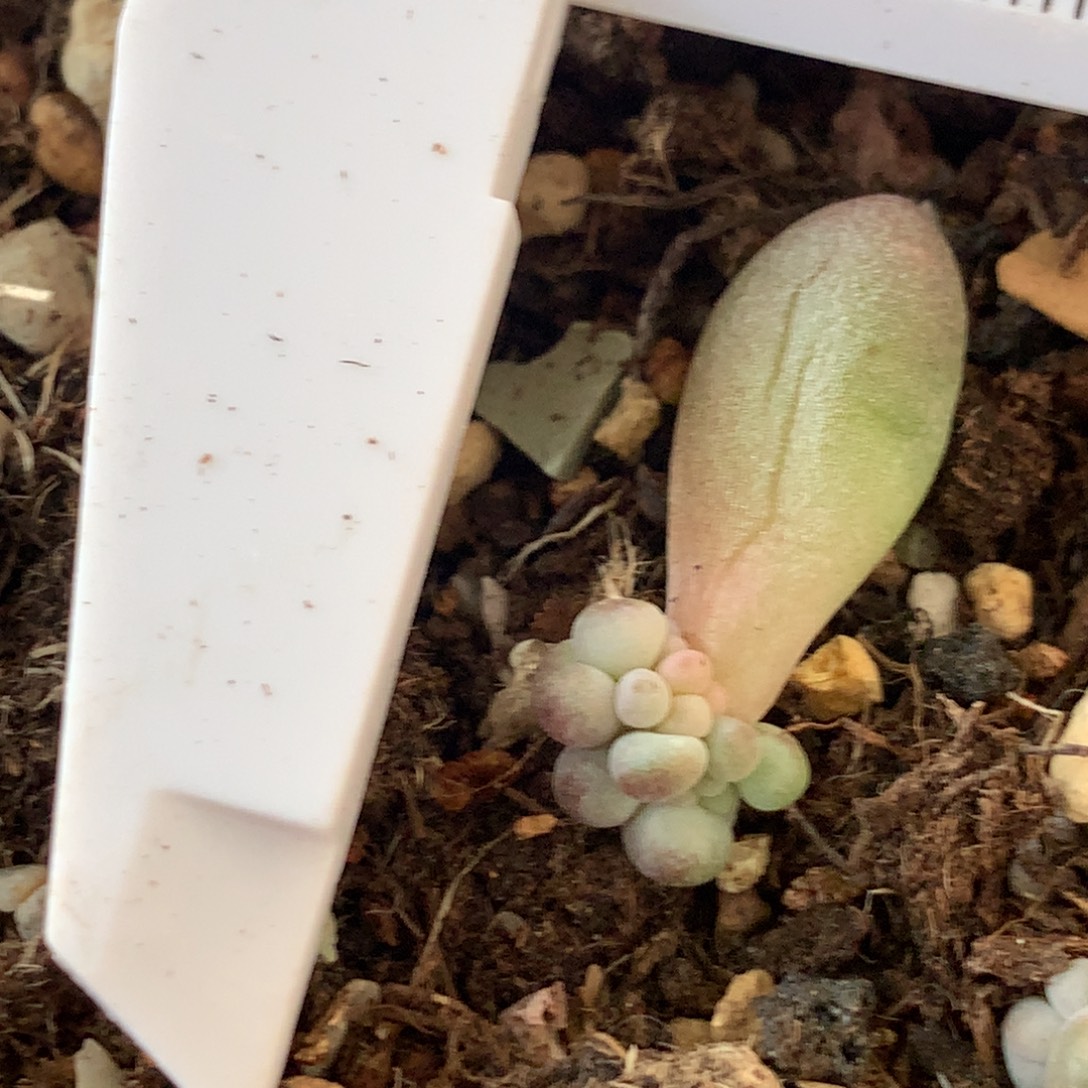 青团 不满28发到付，发一片叶，~