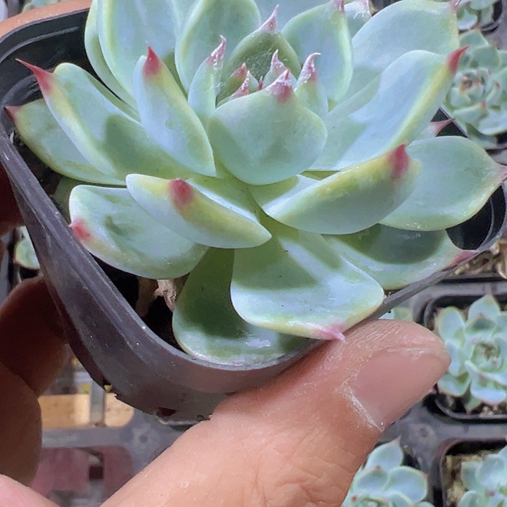 吉娃娃精品多肉植物