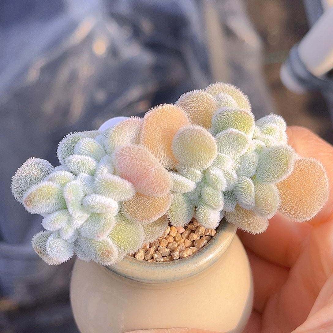 920 雪晃星缀 放漏 满18包邮