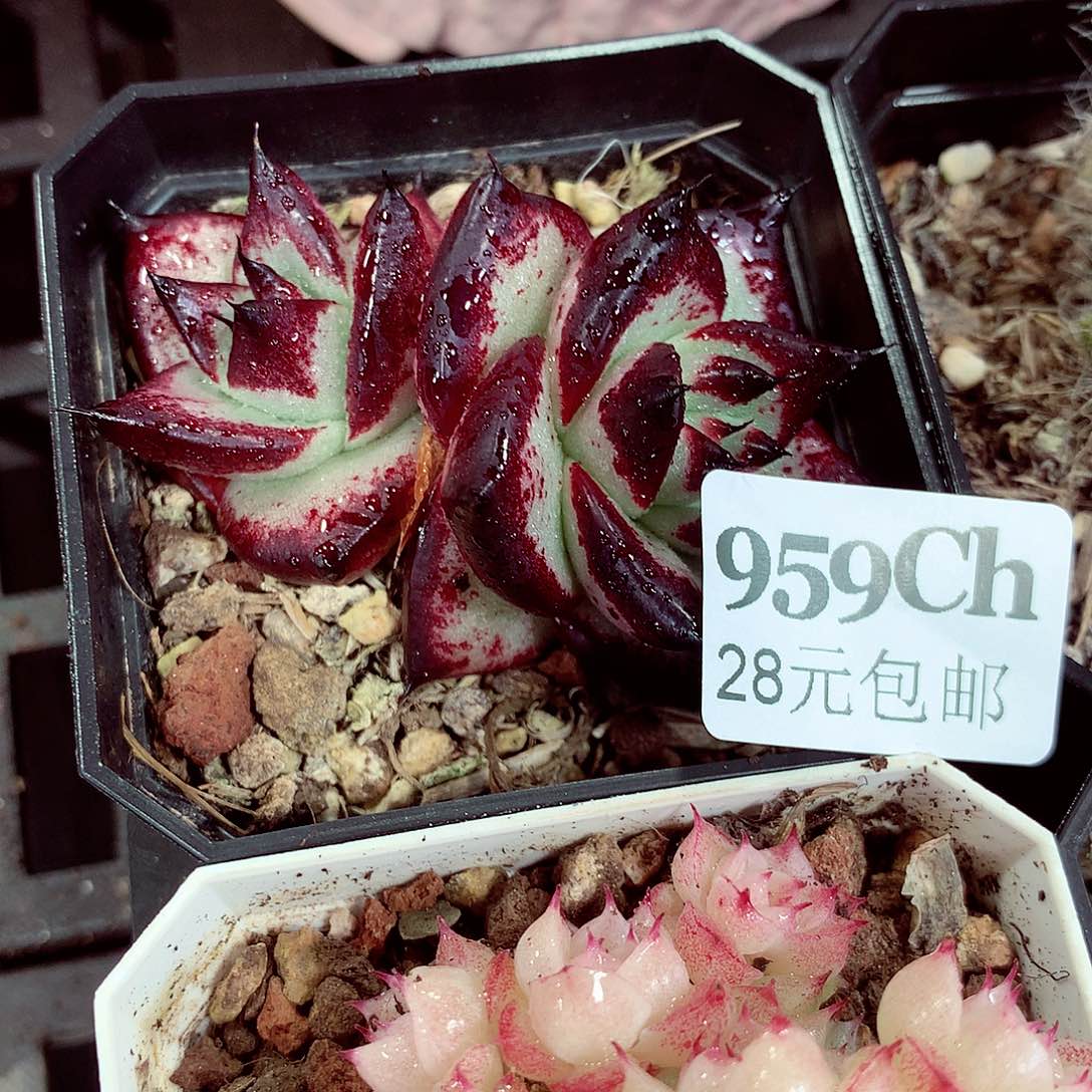 5厘米盆精控多肉959