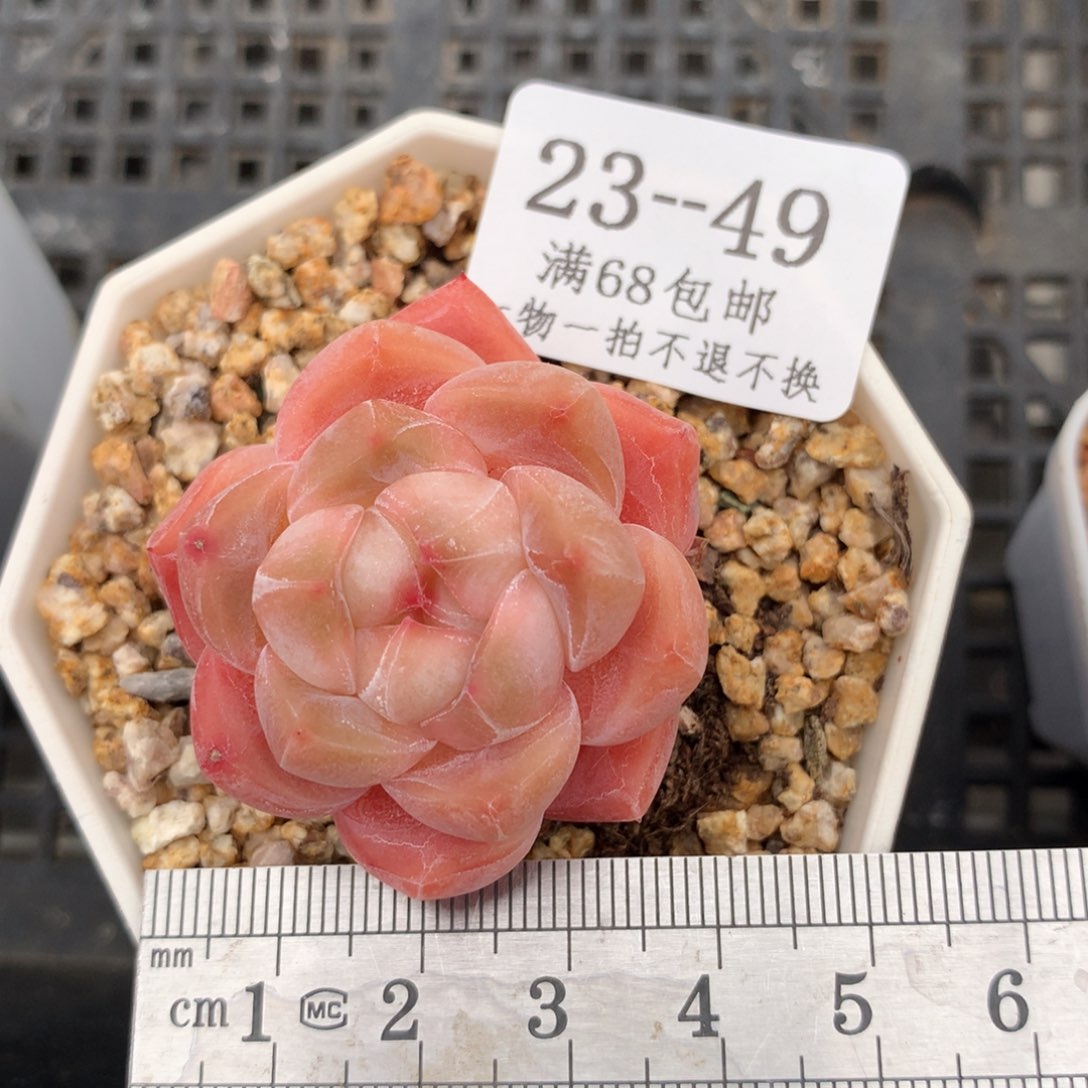 49。厚梦。满六八包邮。