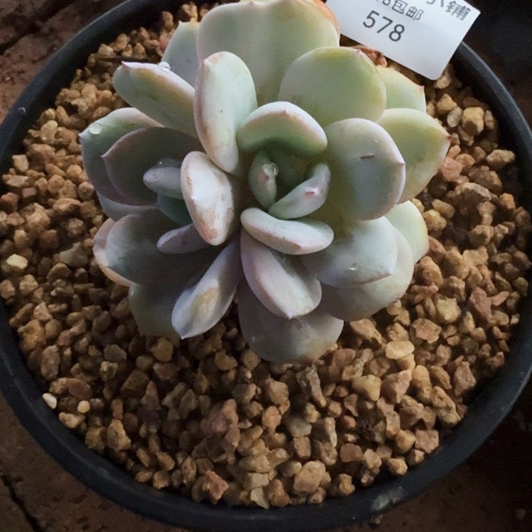 多肉植物奶茶双头578