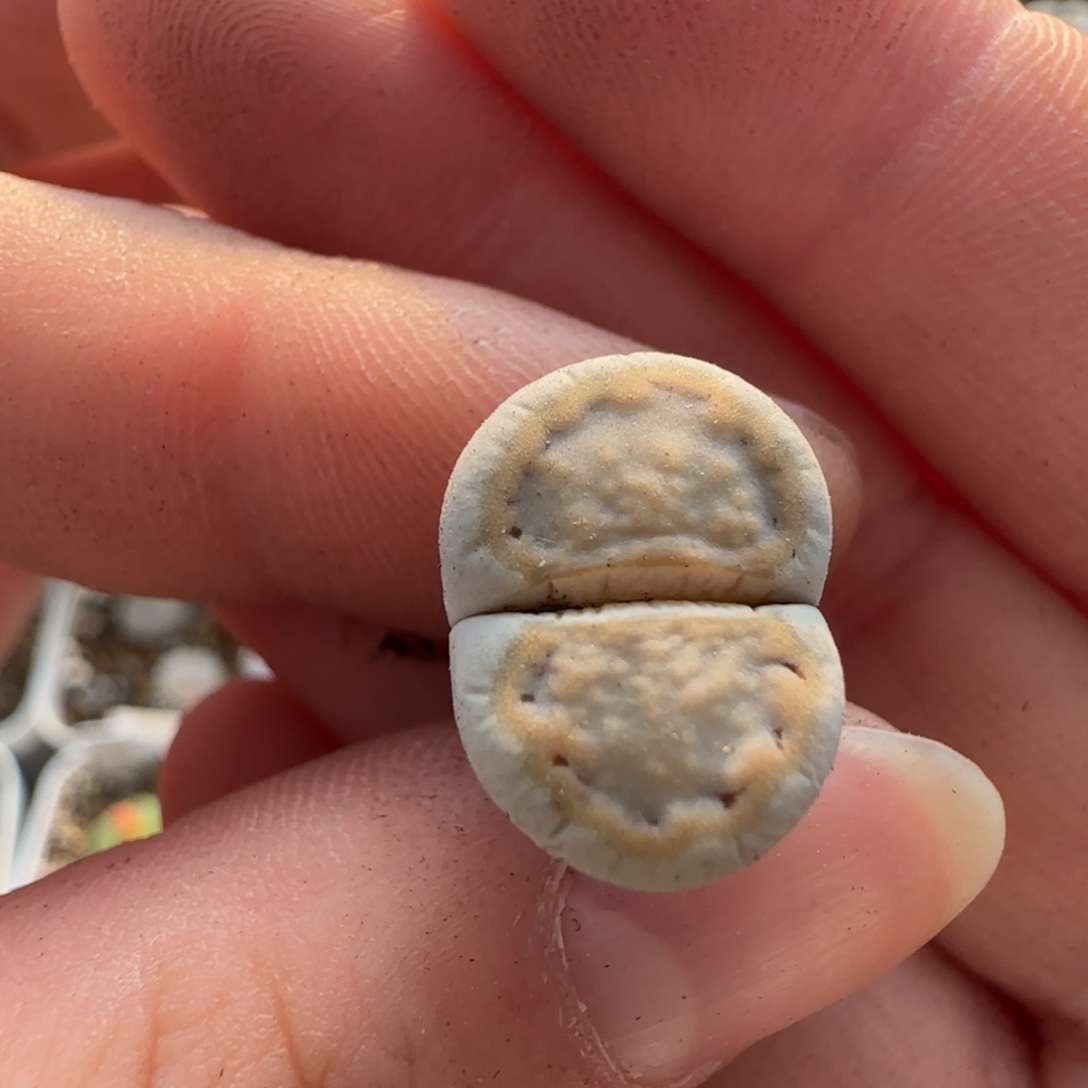 11.16。萌肉c216饼干。8064