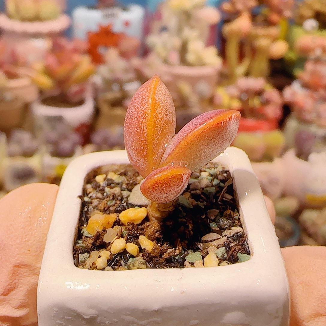 T可爱金丝蛋盆口2cm