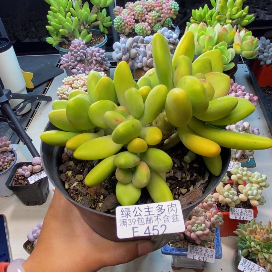 452金蝉芒果奶多肉11c m