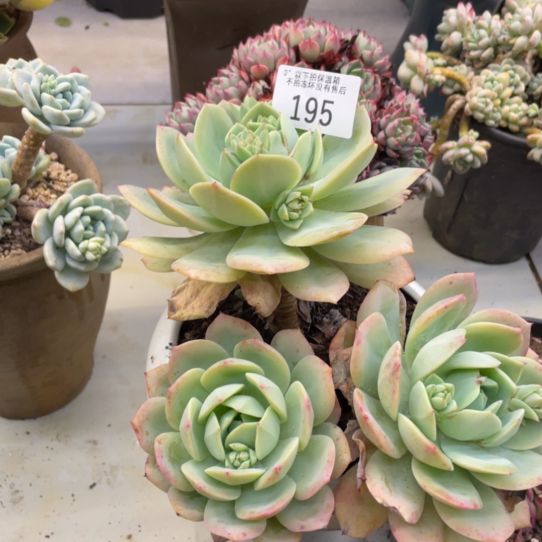 黑大帅多肉195恋曲