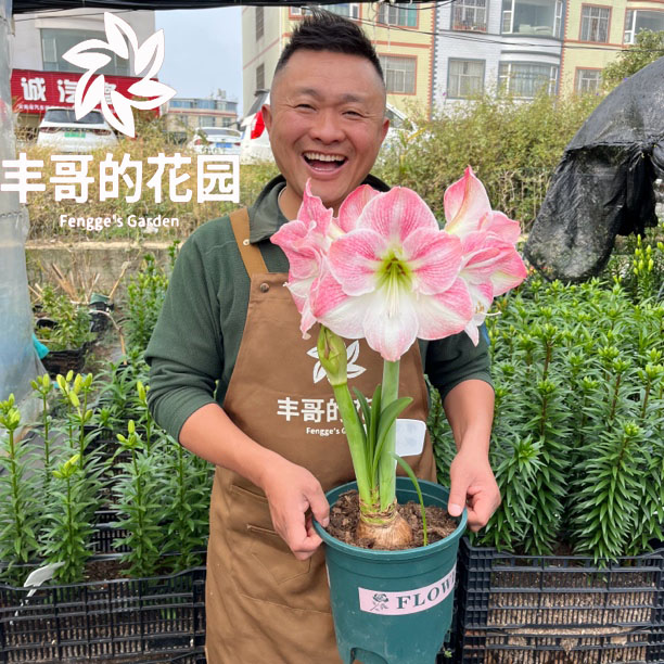 自然球《樱花直径5+》1颗单瓣朱顶红种球裸球发