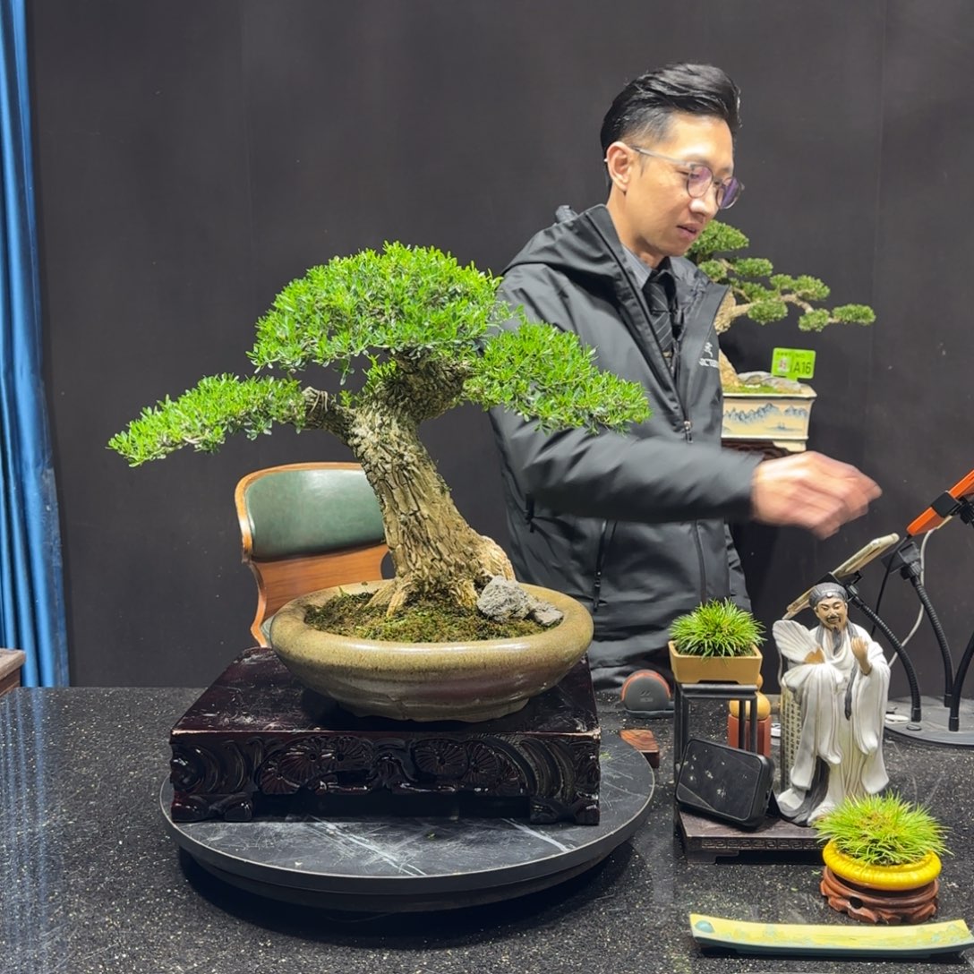 以实际为准黄杨室内室外盆景艺术