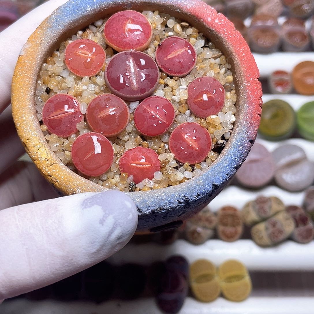 493 带盆土发货……