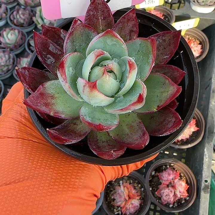 勤***19 惊鸿仙子多肉植物6-9cm