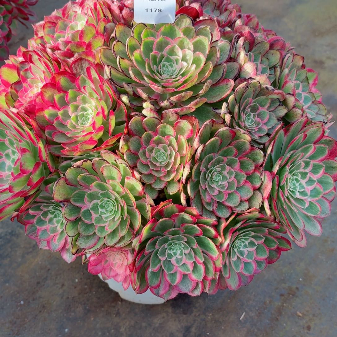 我***屎31法师锦多肉1178孔雀翎物流