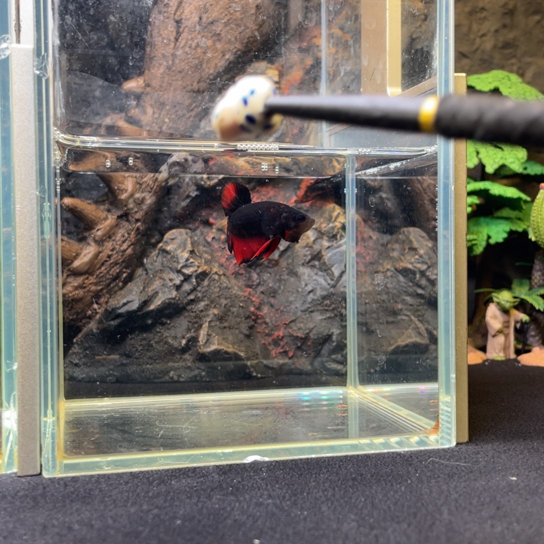 斗鱼十二月二日竞价