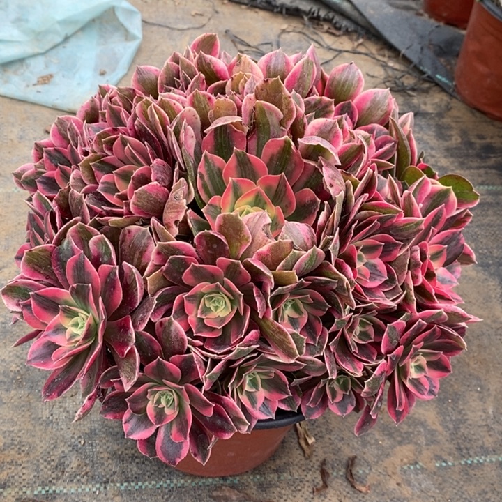 女妖多肉植物6。  