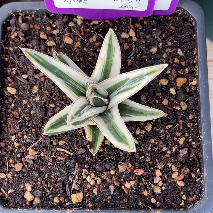 勋哥多肉冰山侧芽