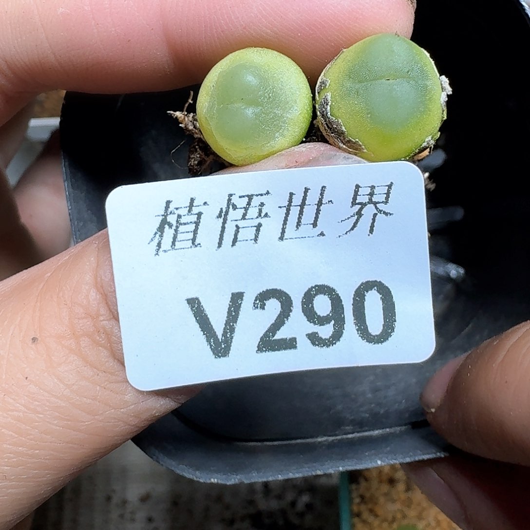 290号多肉植物哇cv