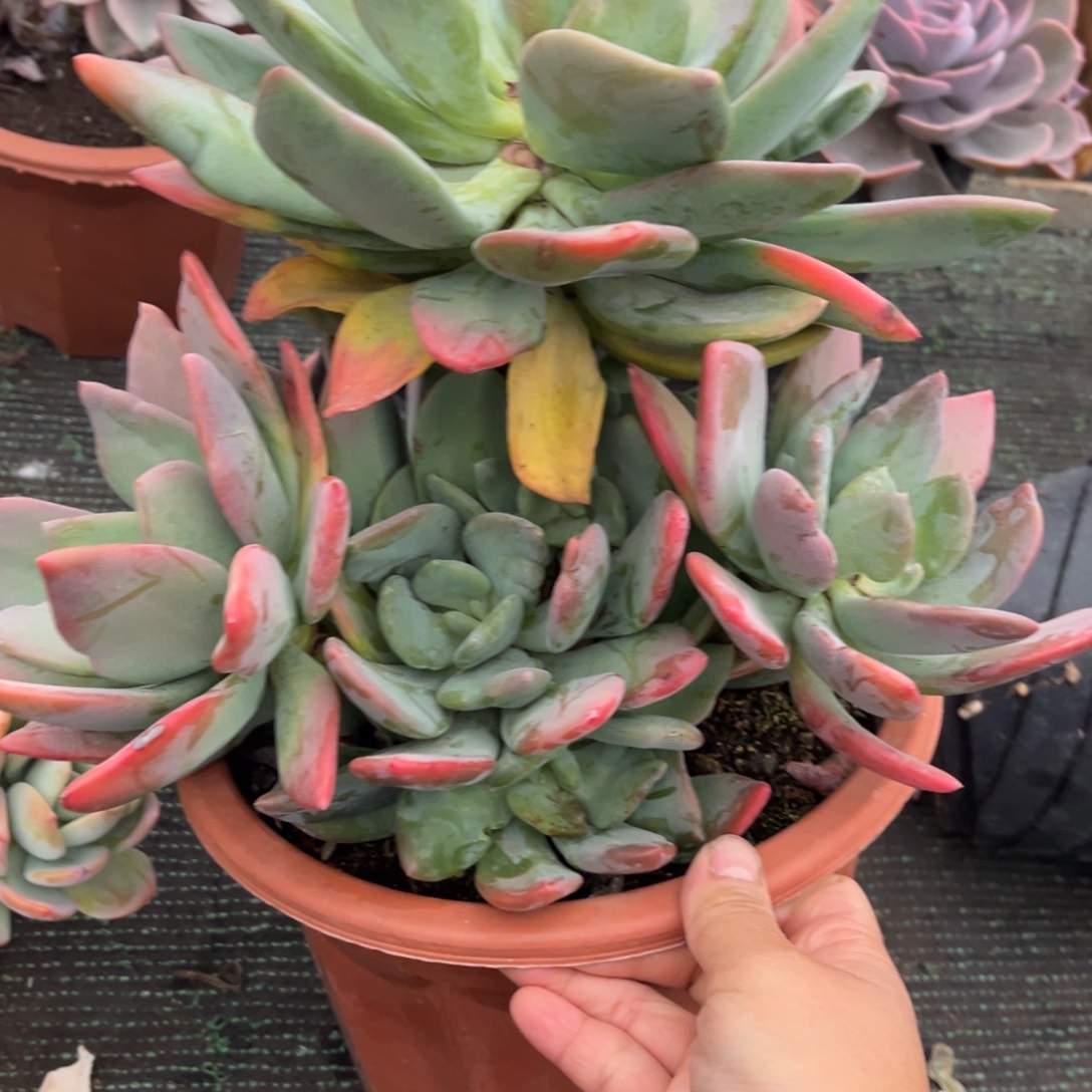 381芒果美人群多肉植物……